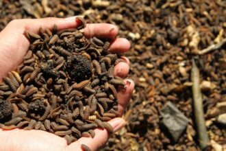 maggot Peluang Emas di Limbah Organik, Panduan Sukses Budidaya Maggot BSF