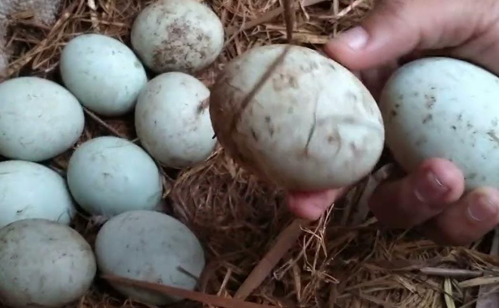 telur1 Penjelasan Lengkap Beternak Bebek Petelur, Dari Pemilihan Bibit Hingga Memanen Telur