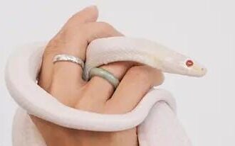 IMG 20240914 WA0103 Bukan untuk Dicoba, Beternak Ular Hobi yang Menantang Sekaligus Menguntungkan