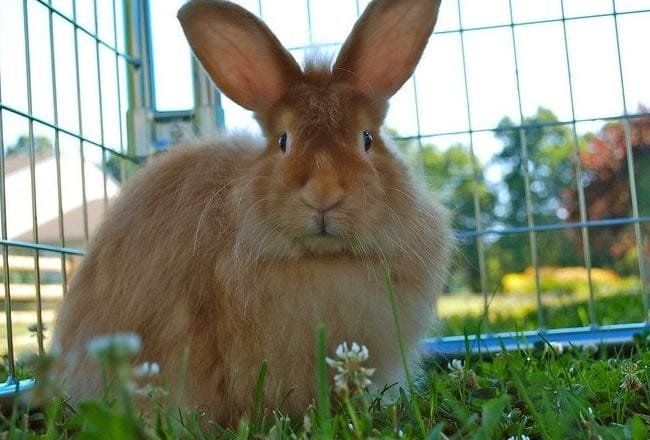 angora wool Tip Jitu Beternak Kelinci Angora, Hewan Eksotis Berbulu Lebat Angora Wool