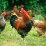 ayam juga 1 Cara Beternak Ayam Kampung yang Benar dan Menguntungkan