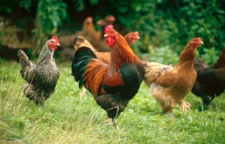 ayam juga 1 Cara Beternak Ayam Kampung yang Benar dan Menguntungkan