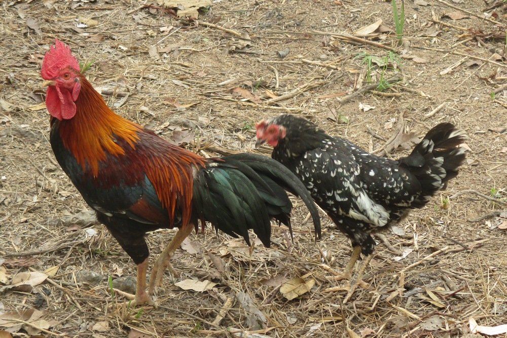 ayam juga Cara Beternak Ayam Kampung yang Benar dan Menguntungkan