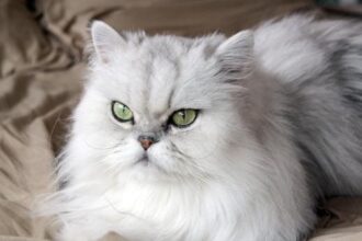 kucing persia1 Yuuk, Belajar Beternak Kucing Persia, Perhatikan Hal Hal Ini