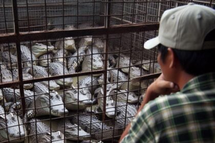 peternak buayaa Cara Beternak Buaya yang Aman dan Menguntungkan, Perhatikan Tiga Hal Ini