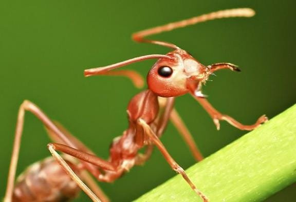 semut 1 Serunya Beternak Semut, Dari Mencari Ratu Sampai Panen Kroto