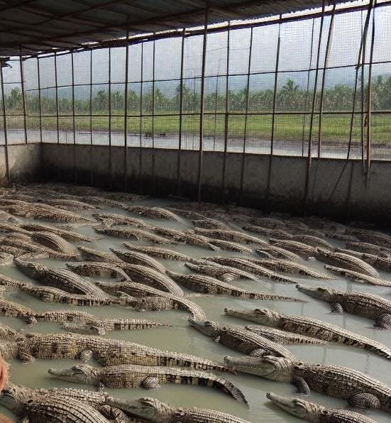 ternak buaya Cara Beternak Buaya yang Aman dan Menguntungkan, Perhatikan Tiga Hal Ini