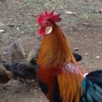 IMG 20241024 WA0009 Tantangan dan Tips Mudah untuk Sukses Beternak Ayam Hutan