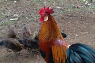 IMG 20241024 WA0009 Tantangan dan Tips Mudah untuk Sukses Beternak Ayam Hutan