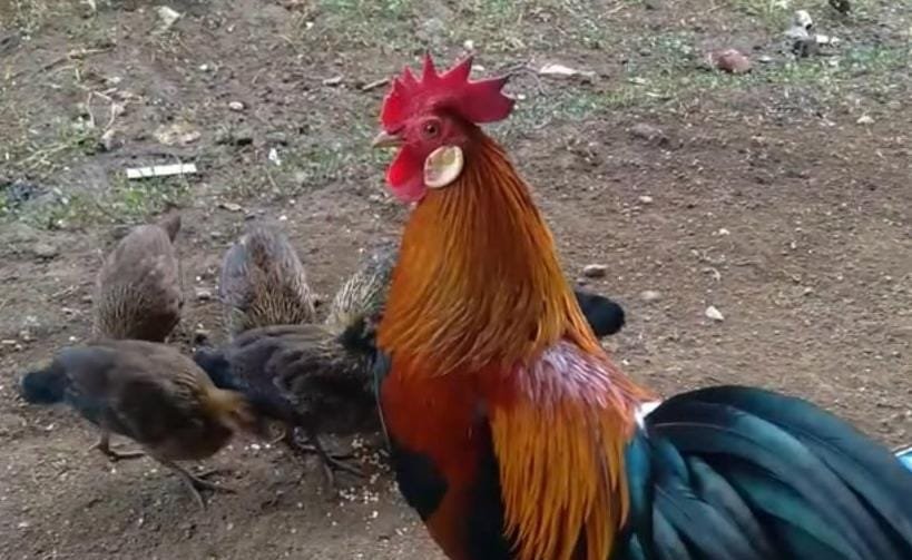 IMG 20241024 WA0009 Tantangan dan Tips Mudah untuk Sukses Beternak Ayam Hutan