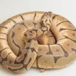 ball python Tantangan Memelihara Ular Bola Python, Menarik Aman dan Menuntut Perawatan Khusus