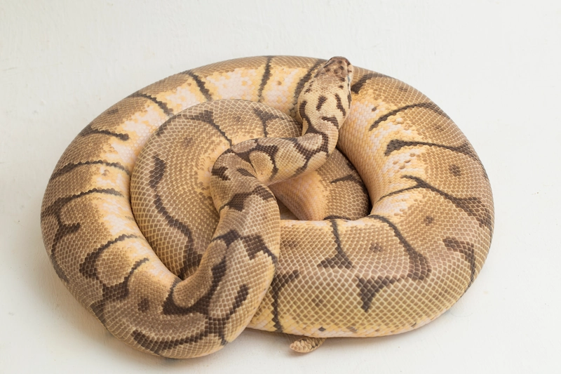 ball python Tantangan Memelihara Ular Bola Python, Menarik Aman dan Menuntut Perawatan Khusus