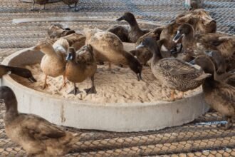 bebek Kunci Sukses Ternak Bebek Petelur, Apa Saja Nutrisi yang Dibutuhkan