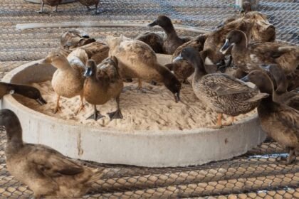 bebek Kunci Sukses Ternak Bebek Petelur, Apa Saja Nutrisi yang Dibutuhkan