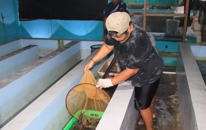 lobster air payau Pelepasan 300 Lobster Hasil Budidaya ke Laut Upaya DKP Jabar dalam Pelestarian Lobster