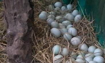 teluk bebek Kunci Sukses Ternak Bebek Petelur, Apa Saja Nutrisi yang Dibutuhkan