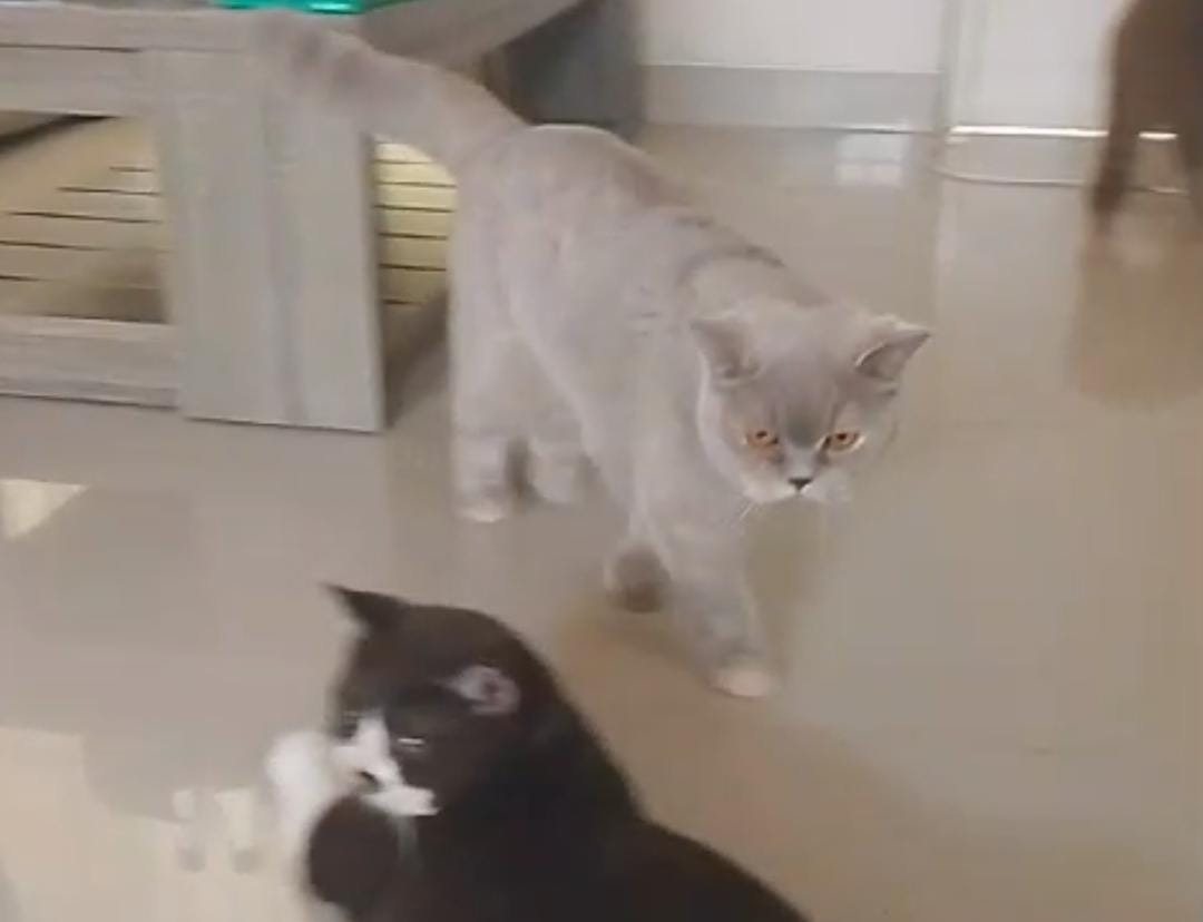 IMG 20241106 WA0004 Kucing Eksotis yang Bikin Terpesona,  Exotic Shorthair Tren Kucing Peliharaan Paling Diminati