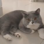 IMG 20241106 WA0005 Kucing Eksotis yang Bikin Terpesona,  Exotic Shorthair Tren Kucing Peliharaan Paling Diminati