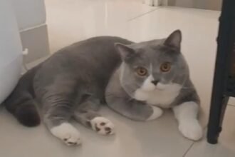 IMG 20241106 WA0005 Kucing Eksotis yang Bikin Terpesona,  Exotic Shorthair Tren Kucing Peliharaan Paling Diminati
