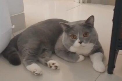 IMG 20241106 WA0005 Kucing Eksotis yang Bikin Terpesona,  Exotic Shorthair Tren Kucing Peliharaan Paling Diminati