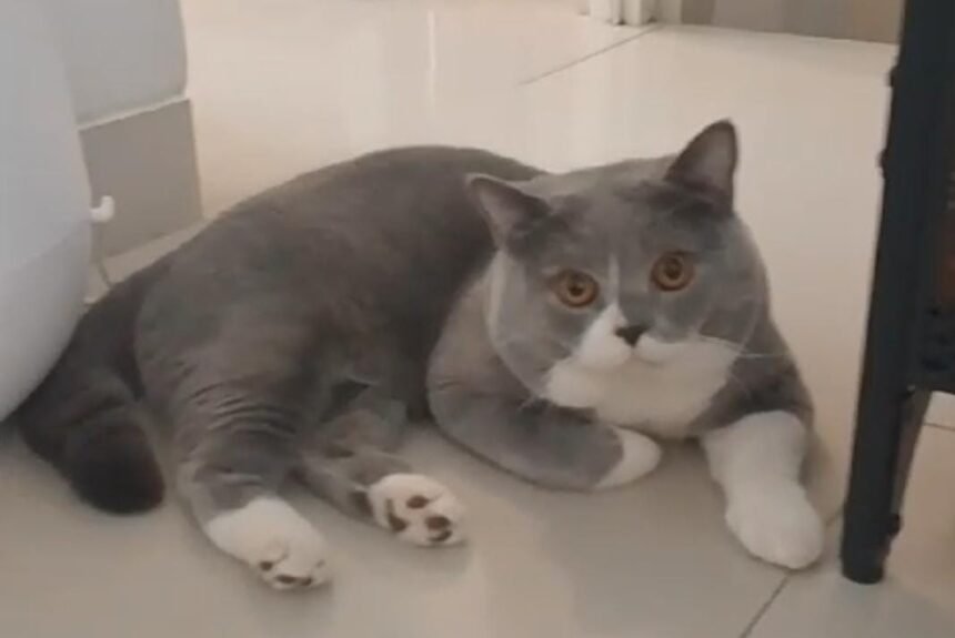 IMG 20241106 WA0005 Kucing Eksotis yang Bikin Terpesona,  Exotic Shorthair Tren Kucing Peliharaan Paling Diminati