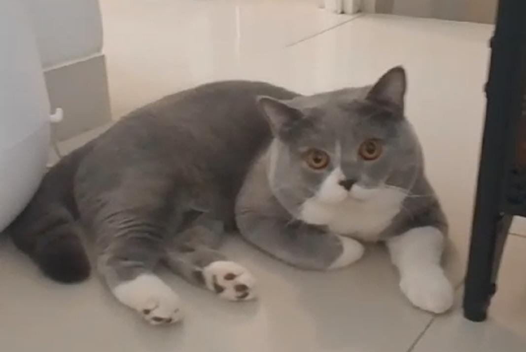 IMG 20241106 WA0005 Ingin Kucing Anda Panjang Umur? Ikuti Langkah Perawatan Ini yang Jarang Diketahui