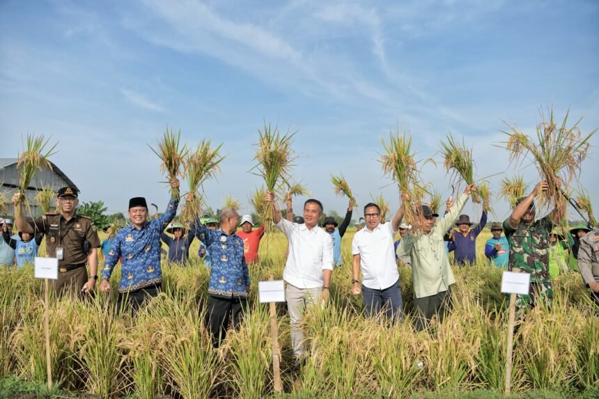 Penjabat Gubernur Jabar Bey Optimistis Produksi Gabah Kering Giling di Jawa Barat akan mencapai target 11.084.635 ton sampai akhir 2024. (istimewa)