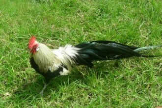 Ayam Phoenix asal Jepang merupakan jenis pengembangan ayam onagadori.