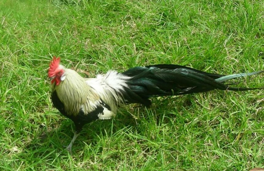 Ayam Phoenix asal Jepang merupakan jenis pengembangan ayam onagadori.