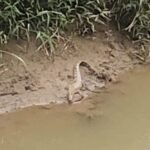 IMG 20241228 WA0002 Misteri Si Euis, Buaya Penghuni Sungai Cikaso, Hari Ini Mahluk Itu Kembali Menampakan Wujudnya