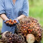 Harga tandan buah segar (TBS) kelapa sawit di Sumatra Utara (Sumut) menunjukkan penurunan yang cukup signifikan dalam pekan ini.