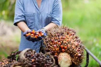 Harga tandan buah segar (TBS) kelapa sawit di Sumatra Utara (Sumut) menunjukkan penurunan yang cukup signifikan dalam pekan ini.