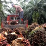 Meskipun harga TBS sawit di Jambi menunjukkan tren penurunan, peluang untuk meningkatkan kesejahteraan petani tetap ada.