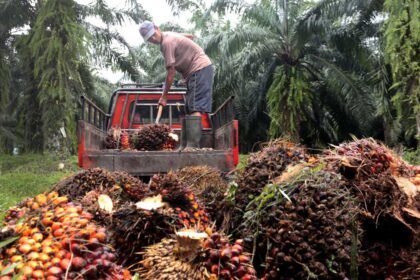 Meskipun harga TBS sawit di Jambi menunjukkan tren penurunan, peluang untuk meningkatkan kesejahteraan petani tetap ada.