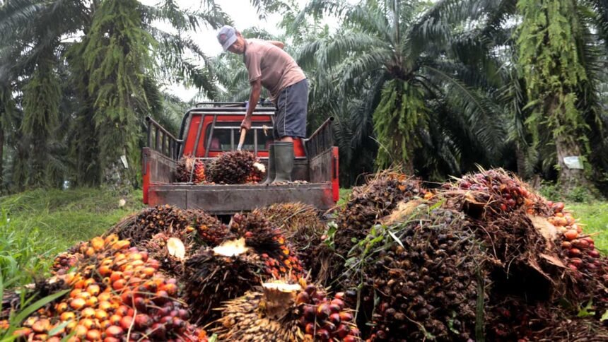 Meskipun harga TBS sawit di Jambi menunjukkan tren penurunan, peluang untuk meningkatkan kesejahteraan petani tetap ada.