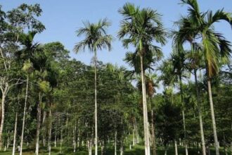 IMG 20250103 WA0003 Mitigasi Longsor di Sukabumi: Penanaman Pohon Aren Dinilai sebagai Solusi