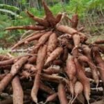 Harga singkong gebang di Kabupaten Sukabumi mengalami penerjunan drastis beberapa bulan terakhir. (Prima Arno/Mediaseruni)