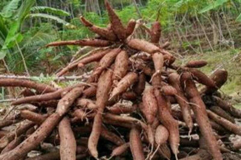Harga singkong gebang di Kabupaten Sukabumi mengalami penerjunan drastis beberapa bulan terakhir. (Prima Arno/Mediaseruni)
