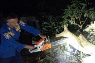 Proses evakuasi pohon akasia tumbang yang menimpah pagar taman makam pahlawan. (Prima Arno/Telusur Bisnis)