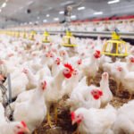 Peternakan Ayam di Cidahu Sukabumi