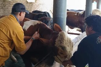 Dinas Peternakan Kabupaten Sukabumi gencar memeriksa kesehatan ternak