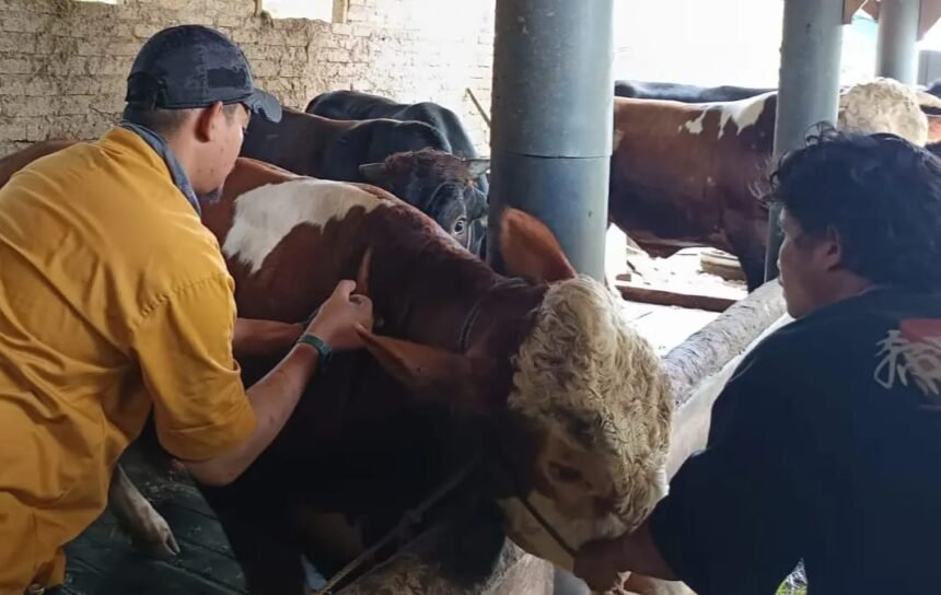 Dinas Peternakan Kabupaten Sukabumi gencar memeriksa kesehatan ternak