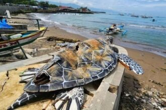 Viral Penyu Kardus di Alun-Alun Gadobangkong