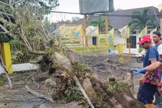 IMG 20250411 WA0003 1 Dua Pemotor di Palabuhanratu Terluka Tertimpa Pohon Tumbang