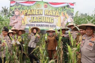 panen jagung Dukung Ketahanan Pangan Nasional Polres Sukabumi Kota Panen Jagung di Sukalarang