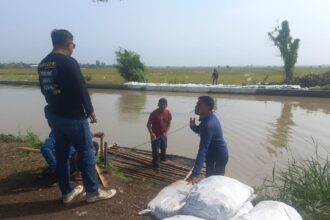rehabilitasi irigasi PJT II Rehabilitasi Saluran Irigasi BTUB 18 Demi Dukung Produktivitas Pertanian