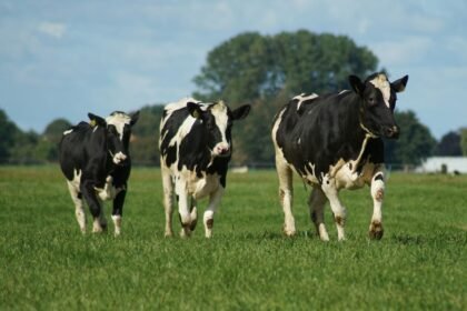 677e429806d1a Kurangi Emisi Metana, Danone Ubah Kotoran Sapi Jadi Energi Ramah Lingkungan
