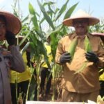 IMG 20250605 WA0036 Panen Raya Jagung, Bupati Tegaskan Mendukung Swasembada Pangan Dan Petani Sejahtera