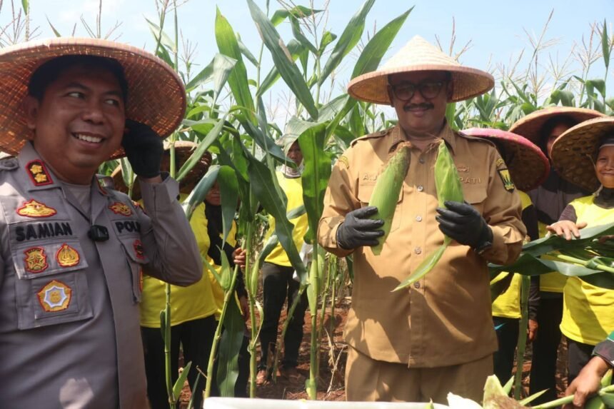 IMG 20250605 WA0036 Panen Raya Jagung, Bupati Tegaskan Mendukung Swasembada Pangan Dan Petani Sejahtera