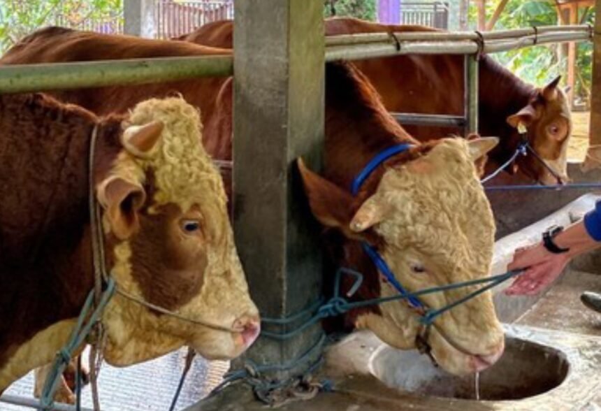 Logopit 1749273412874 Mengenal Sapi Kurbannya Presiden Prabowo: “Monster Sapi” dari Bandung, Berat Tembus 1 Ton!